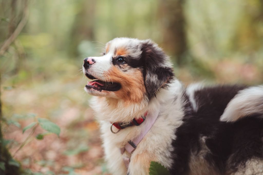 Azuria aquali Du Lycoris Rouge