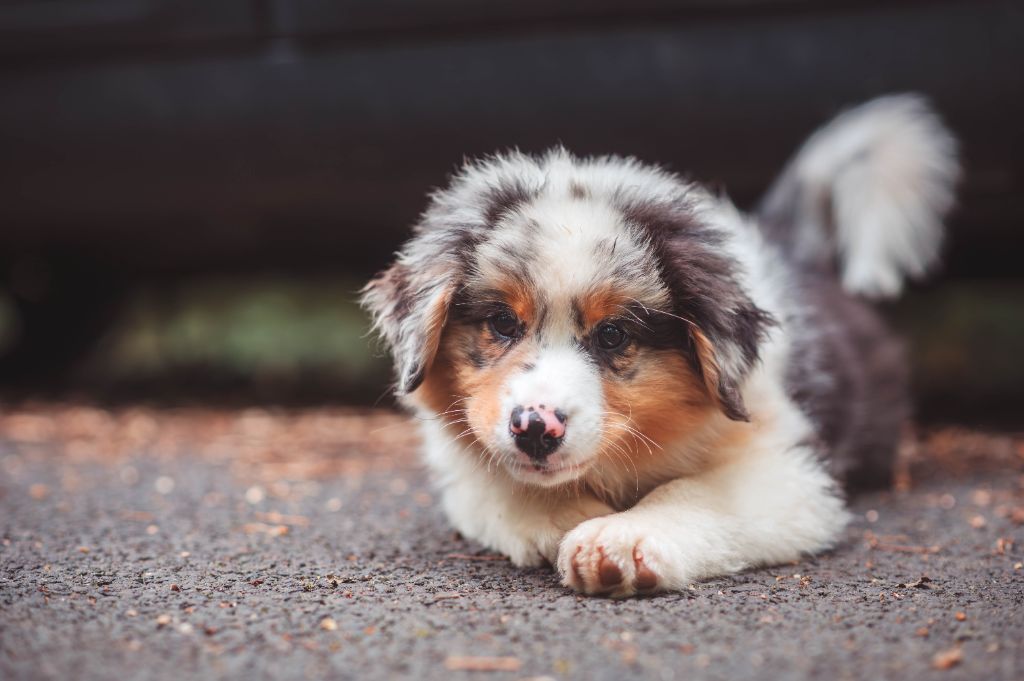 Azuria aquali Du Lycoris Rouge