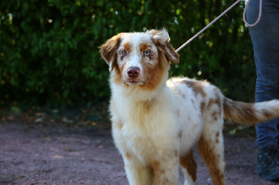 Les chiots de Berger Australien