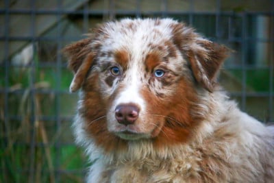 Les chiots de Berger Australien