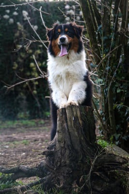 Les chiots de Berger Australien