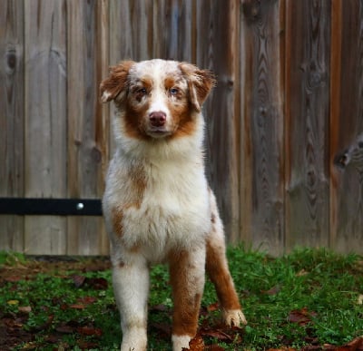 Les chiots de Berger Australien