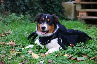 Les chiots de Berger Australien