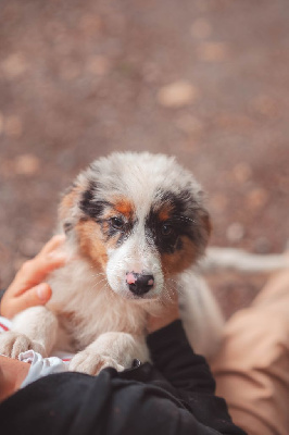 Les chiots de Berger Australien