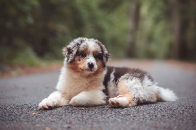 Les chiots de Berger Australien