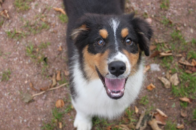 Les chiots de Berger Australien