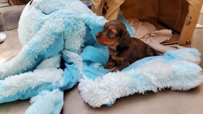 Les chiots de Teckel poil long