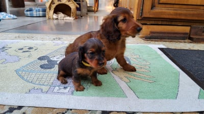 Les chiots de Teckel poil long