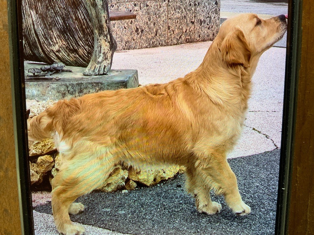 Violette Les Vergers De Beauregard - Très prometteur classe puppy