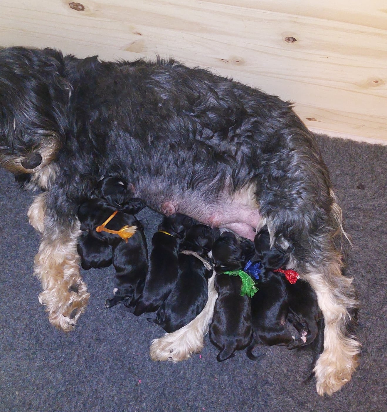 Terrier Tibetain - Du Domaine De Madrigal