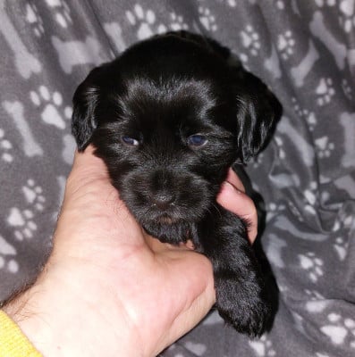 Les chiots de Terrier Tibetain