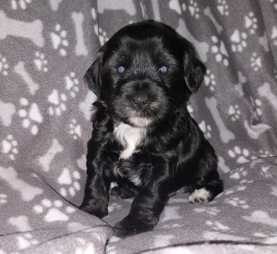 Les chiots de Terrier Tibetain