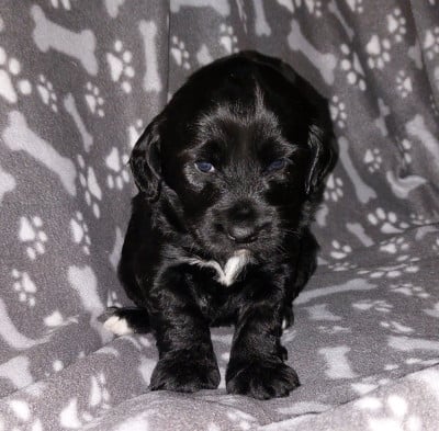 Les chiots de Terrier Tibetain