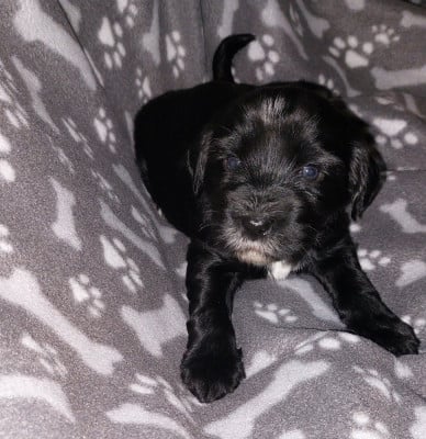 Les chiots de Terrier Tibetain