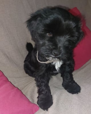 Les chiots de Terrier Tibetain