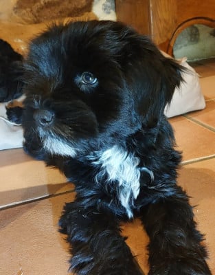 Les chiots de Terrier Tibetain