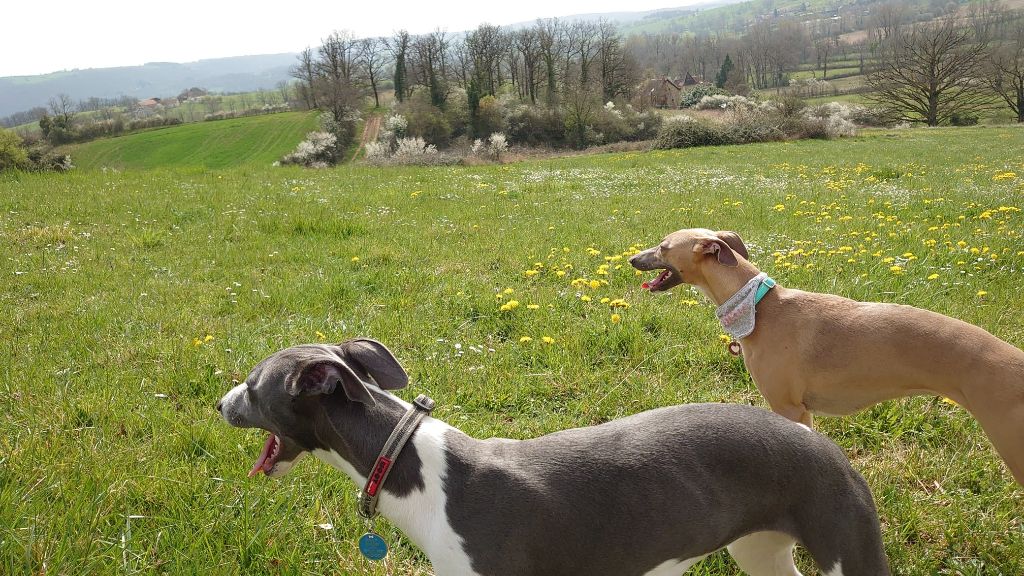 Publication : De La Bastie D'Hucaroc