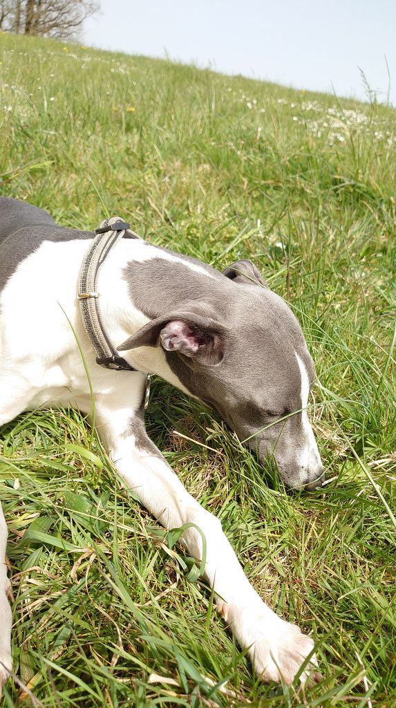 Publication : De La Bastie D'Hucaroc