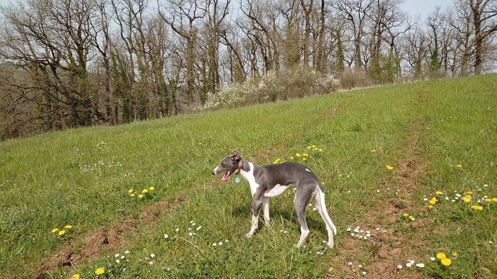 Publication : De La Bastie D'Hucaroc