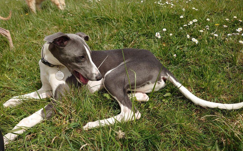 Publication : De La Bastie D'Hucaroc