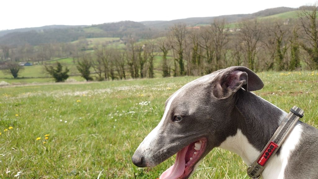 Publication : De La Bastie D'Hucaroc