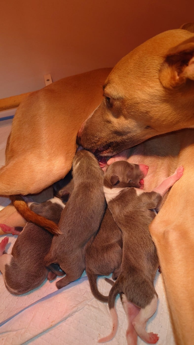 Whippet - De La Bastie D'Hucaroc