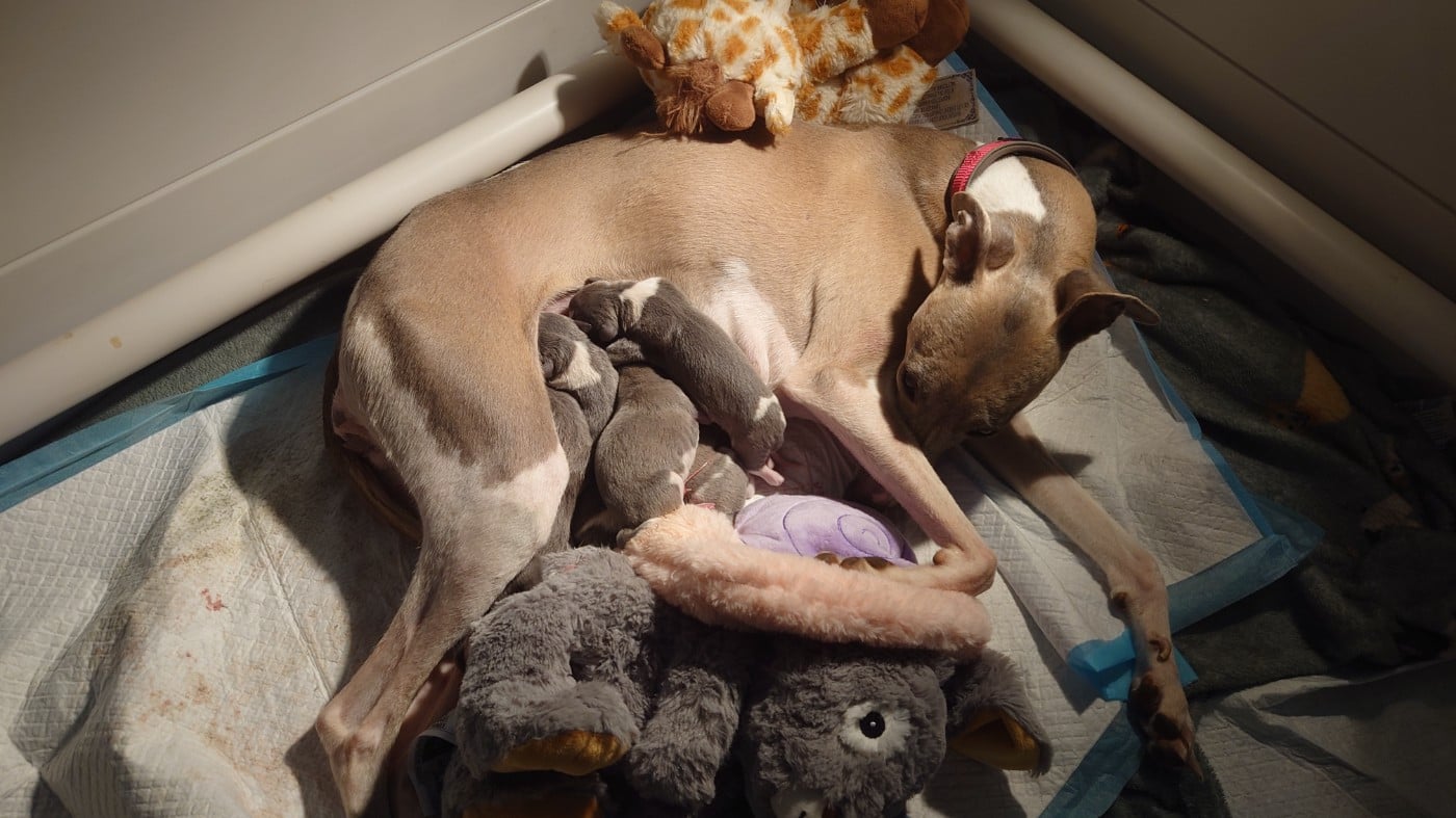 Whippet - De La Bastie D'Hucaroc