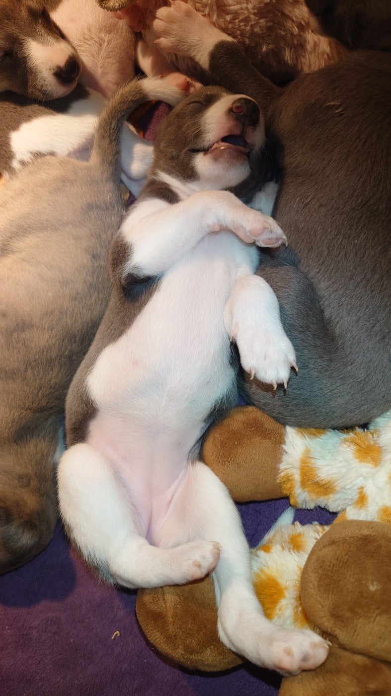 Whippet - De La Bastie D'Hucaroc