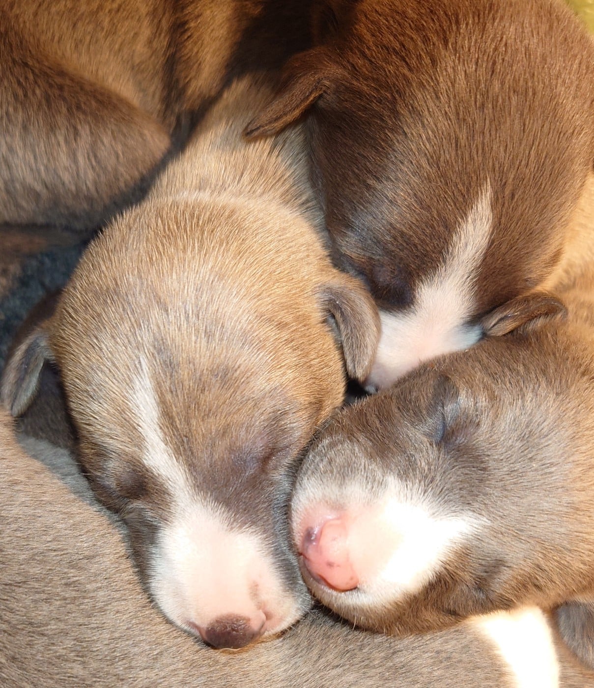 Whippet - De La Bastie D'Hucaroc