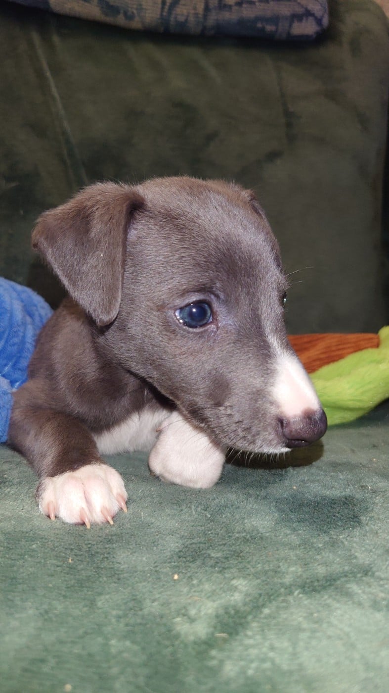 Whippet - De La Bastie D'Hucaroc