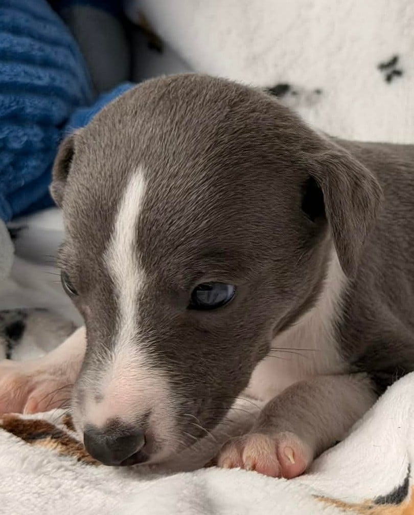 Whippet - De La Bastie D'Hucaroc