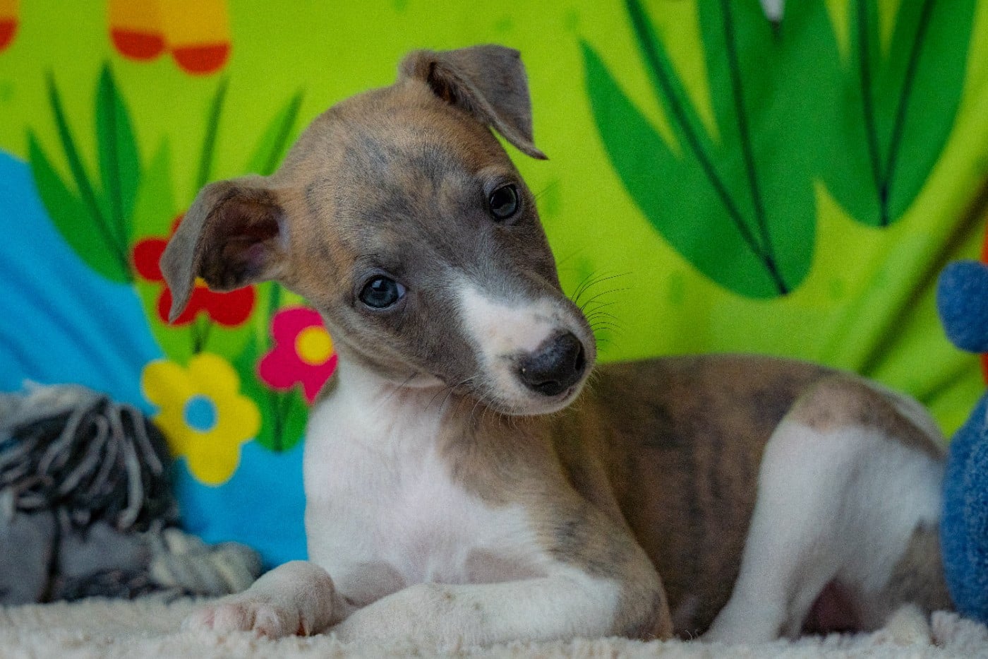 Whippet - De La Bastie D'Hucaroc