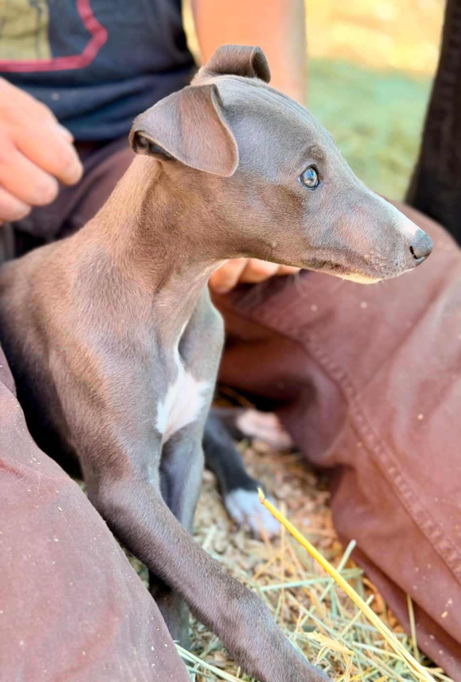 Whippet - De La Bastie D'Hucaroc