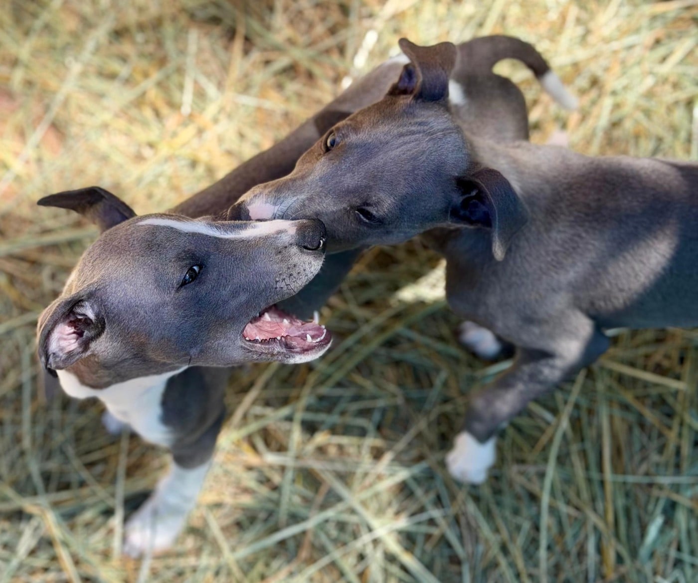 Whippet - De La Bastie D'Hucaroc