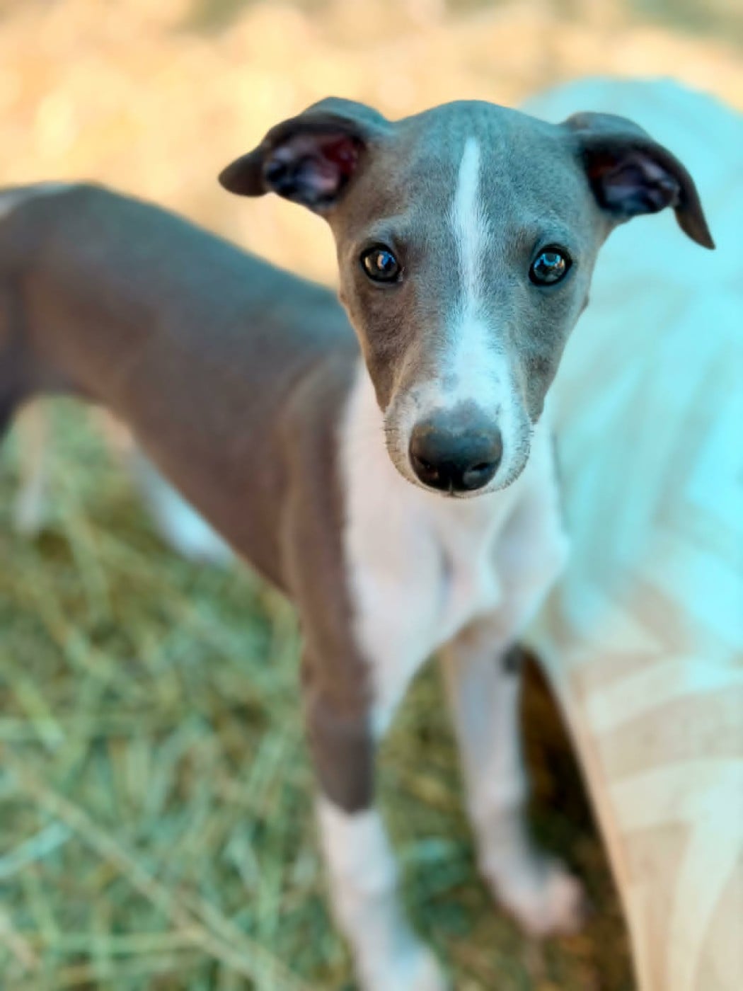 Whippet - De La Bastie D'Hucaroc
