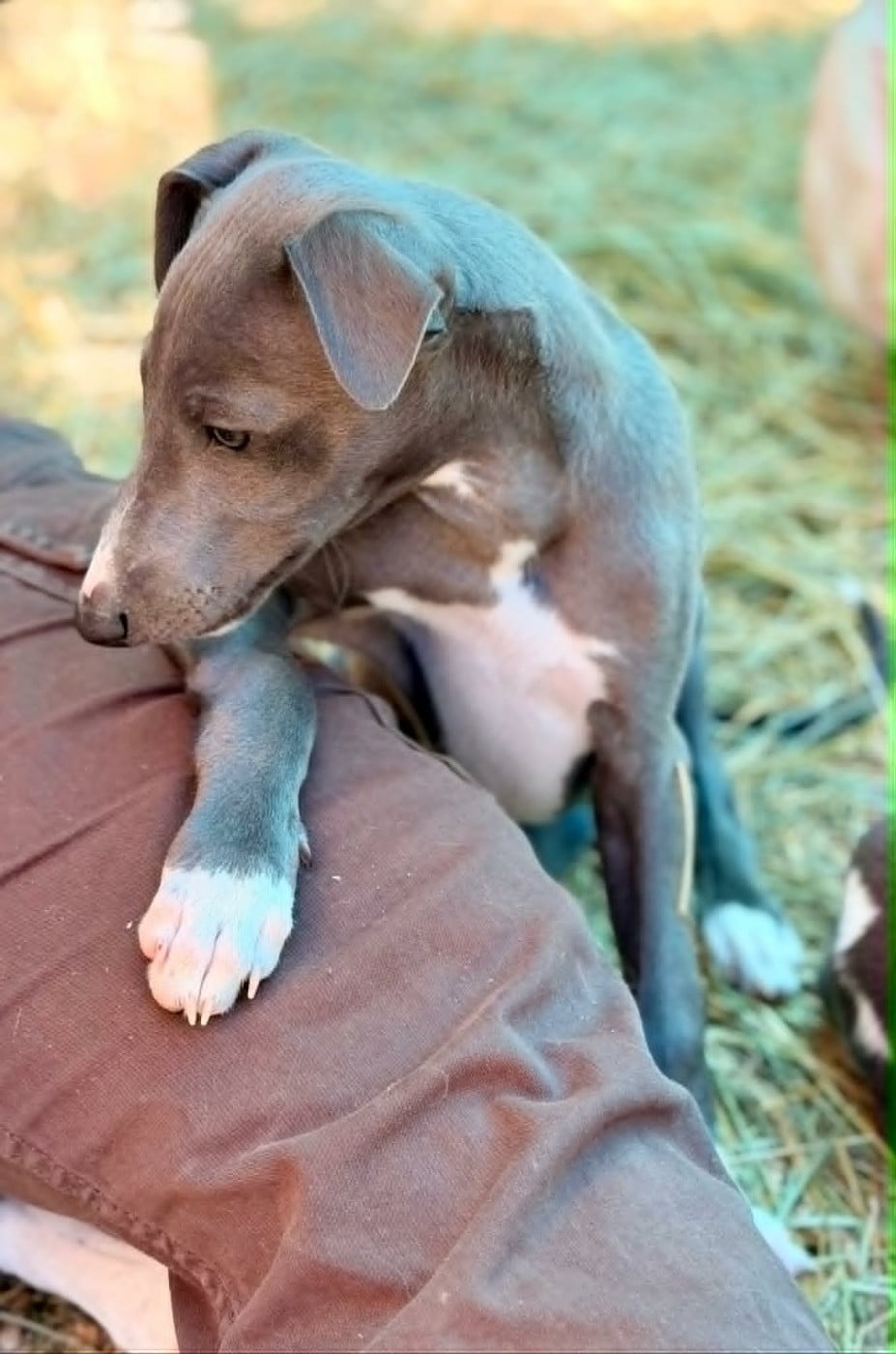 Whippet - De La Bastie D'Hucaroc
