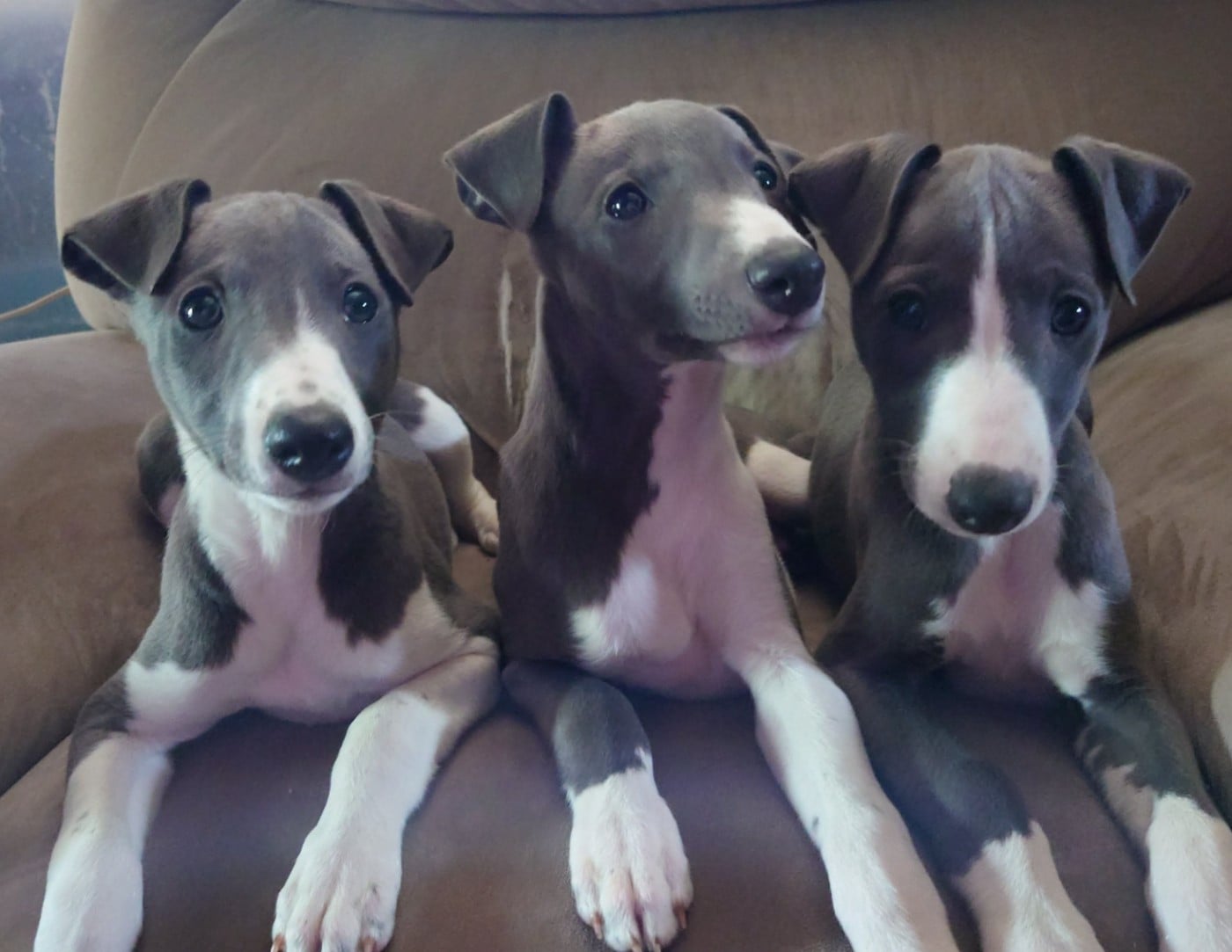 Whippet - De La Bastie D'Hucaroc