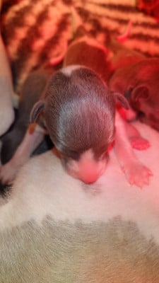 Les chiots de Whippet