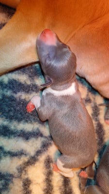 Les chiots de Whippet