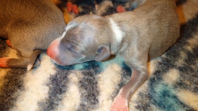 Les chiots de Whippet