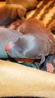 Les chiots de Whippet