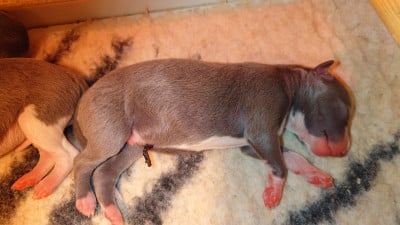 Les chiots de Whippet