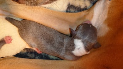 Les chiots de Whippet