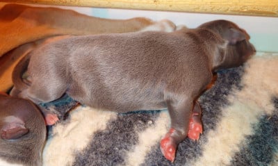Les chiots de Whippet