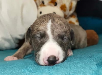 Les chiots de Whippet