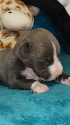 Les chiots de Whippet