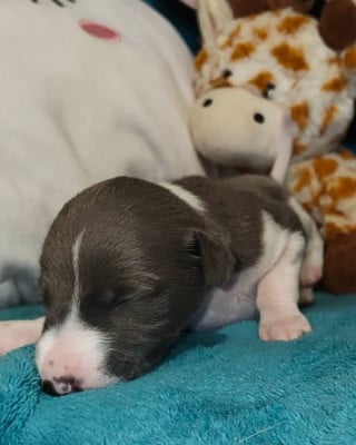 Les chiots de Whippet