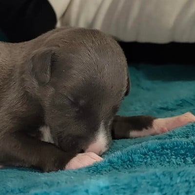 Les chiots de Whippet