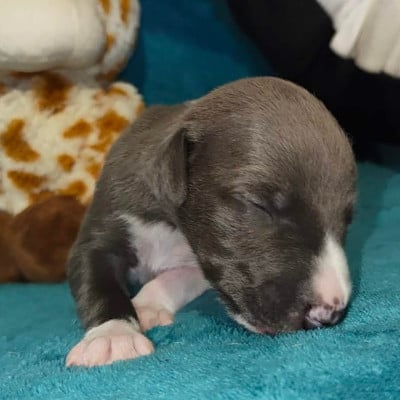 Les chiots de Whippet