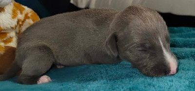 Les chiots de Whippet